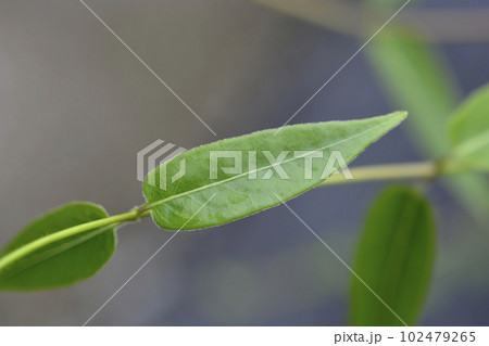 Henrys honeysuckle 102479265