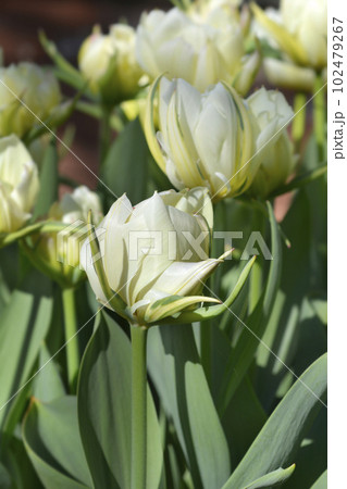 Tulip Exotic Emperor 102479267