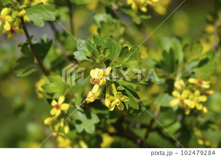 Golden currant 102479284