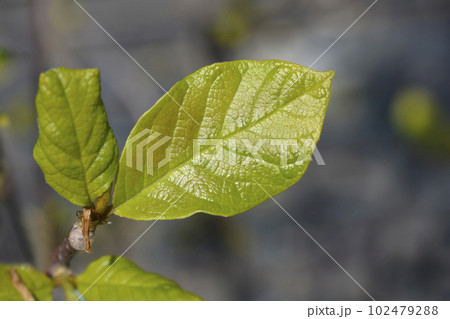 Magnolia Genie Magnolia Genie 102479288