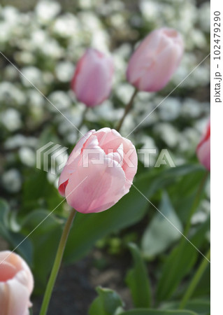 Tulip Salmon Impresion 102479290