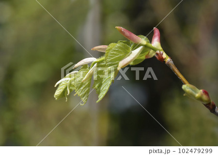 Small-leaved lime 102479299