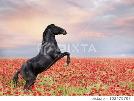 rearing horse in poppies 102479707