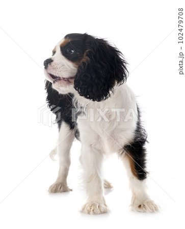 puppy cavalier king charles puppy cavalier king charles 102479708