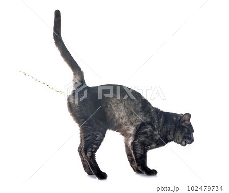 bengal cat in studio 102479734