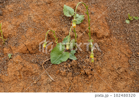 Tussilago farfara, commonly known as coltsfoot. Unopened flower 102480320