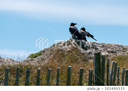 Two large crows are sitting on a stone on a sunny day. Two black birds. Black bird, gray rock Two large crows are sitting on a stone on a sunny day. Two black birds. Black bird, gray rock 102480335