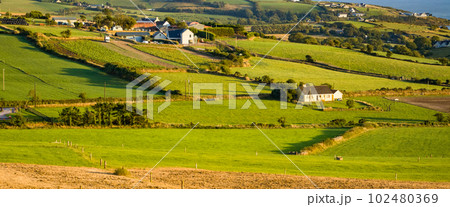 Green farm fields in the south of Ireland on a summer evening. Agricultural Irish landscape. Pastures for livestock, house on field. 102480369