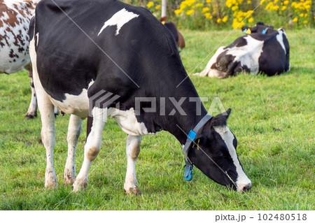 cow eats grass on an Irish farm field in summer. Agricultural landscape. Grazing cattle on an organic farm field. Black and white cow on green grass field 102480518