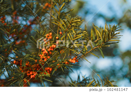 Close-up of orange sea buckthorn twig at autumn. Close-up of orange sea buckthorn twig at autumn. 102481147