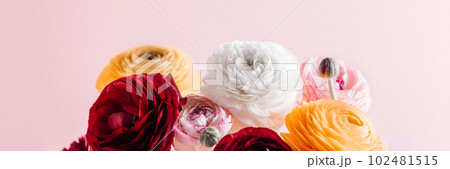 Floral arrangments of tender ranunculus flowers 102481515