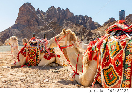 Harnessed riding camels resting in the desrt, Al Ula, Saudi Arabia Harnessed riding camels resting in the desrt, Al Ula, Saudi Arabia 102483122