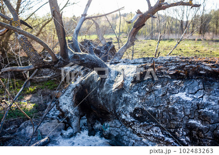 Burnt and charred fallen old big tree after a fire 102483263