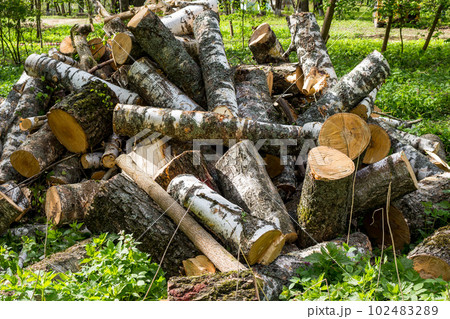 A pile of logs from sawn birches A pile of logs from sawn birches 102483289