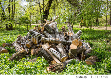 A pile of logs from sawn birches A pile of logs from sawn birches 102483290