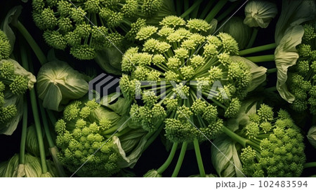 Aromatic Angelica Herbs Photorealistic Horizontal Background. Healthy Vegetarian Diet. Ai Generated Hyperrealistic Background with Delicious Aromatic Angelica Herbs. Aromatic Angelica Herbs Photorealistic Horizontal Background. Healthy Vegetarian Diet. Ai Generated Hyperrealistic Background with Delicious Aromatic Angelica Herbs. 102483594