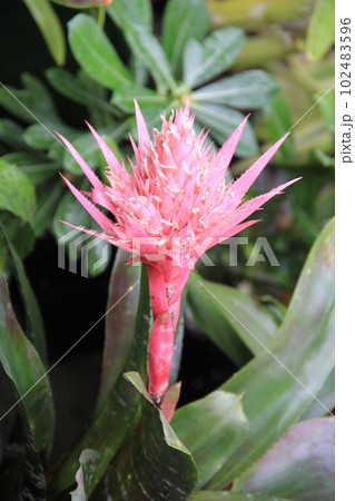 ピンク色の花/独特な形状の花 ピンク色の花/独特な形状の花 102483596