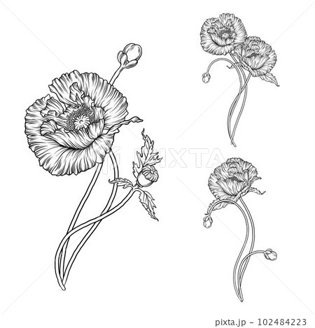 Graphic vector flower composition. Flowers of poppies. 102484223