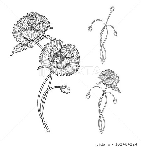 Hand Drawn Floral Bunch With Various Big And Small Flowers Isolated On  White Background. Pencil Drawing Monochrome Elegant Flower Composition In  Vintage Style. Stock Photo, Picture and Royalty Free Image. Image 118980186.