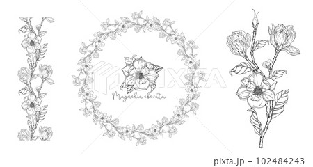 White magnolia. Vector illustration. Botanical illustration. 102484243