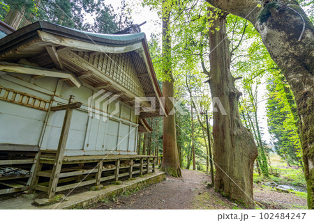 御嶽神社　拝殿　杉木立　樹令800年 102484247
