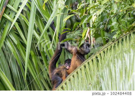 コスタリカの熱帯雨林で撮影したクモザル 102484408