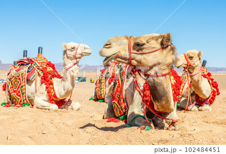 Harnessed riding camels resting in the desrt, Al Ula, Saudi Arabia 102484451