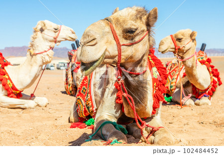 Harnessed riding camels resting in the desrt, Al Ula, Saudi Arabia 102484452