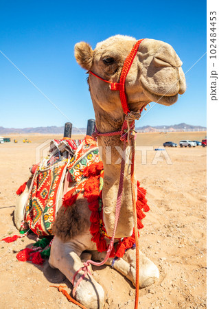 Harnessed riding camel resting in the desrt, Al Ula, Saudi Arabia 102484453