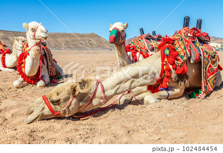 Harnessed riding camels resting in the desrt, Al Ula, Saudi Arabia 102484454