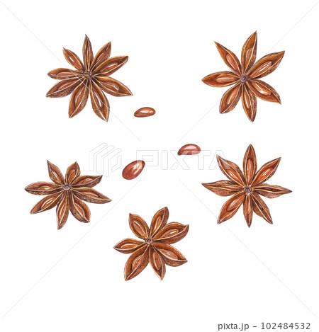 Watercolor set of star anise isolated on white background. Botanical illustration for Christmas and New Year cards, book design, greetings, stickers, patterns, banners, templates, spice shops 102484532