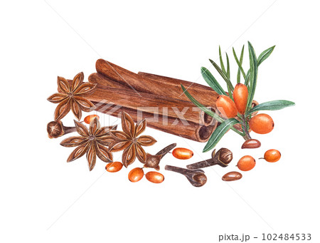 Watercolor botanical illustration of sea buckthorn, cinnamons, pine needles, cloves isolated on white background. Set for the design of invitation, cards, package design, advertising posters, labels 102484533