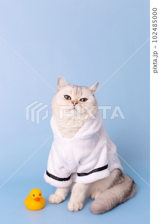 white cat is sitting in a white bathrobe, on a blue background 102485000