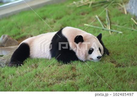 まったりお休み中の陽浜 102485497