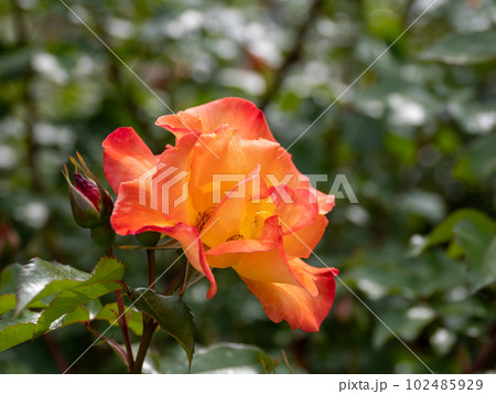 鮮やかな蛍光オレンジ色のバラの花【プレイボーイ】 102485929
