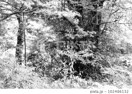 暗い森の風景　モノクローム 102486132