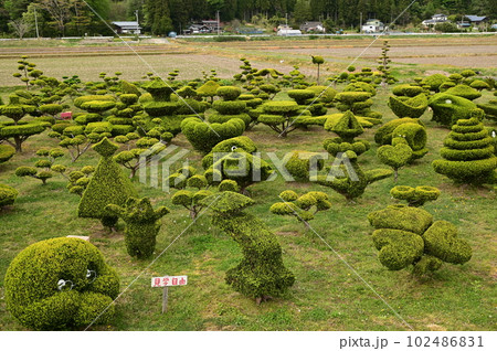 目を引く植木 目を引く植木 102486831