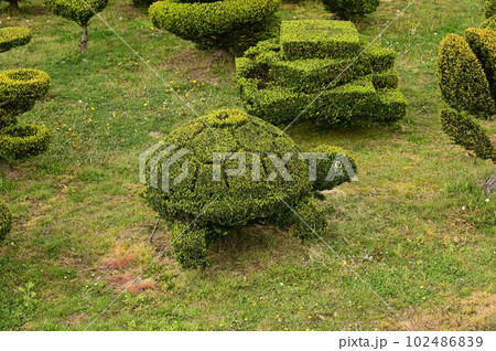 目を引く植木 目を引く植木 102486839