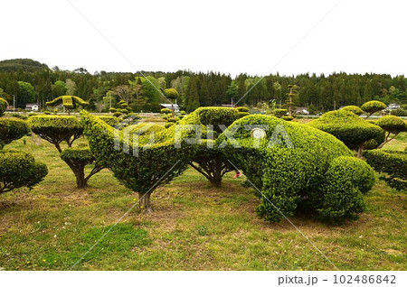 目を引く植木 目を引く植木 102486842