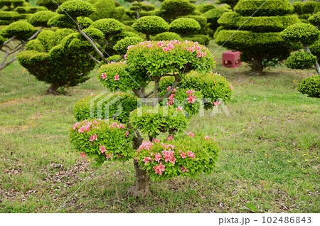 目を引く植木 102486843