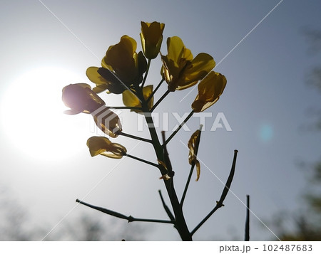 太陽と空と菜の花 102487683