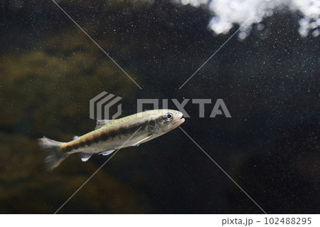ヤマメ 稚魚 ヤマメ 稚魚 102488295