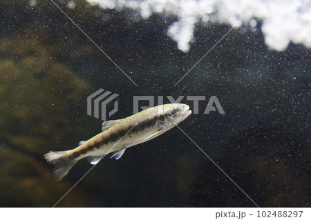 ヤマメ 稚魚 ヤマメ 稚魚 102488297