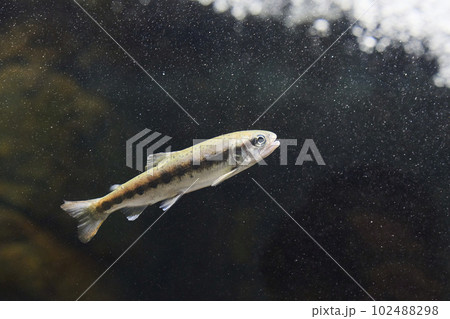 ヤマメ 稚魚 ヤマメ 稚魚 102488298