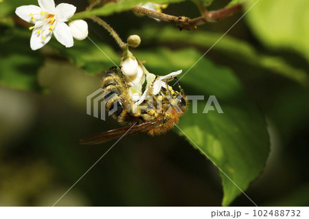 キンケハラナガツチバチ キンケハラナガツチバチ 102488732