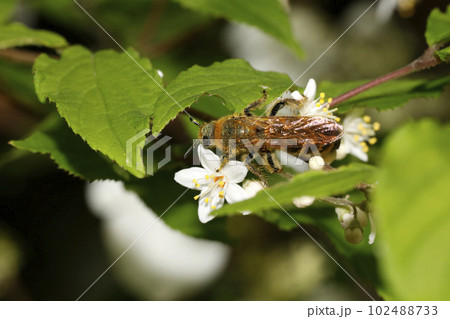 キンケハラナガツチバチ キンケハラナガツチバチ 102488733