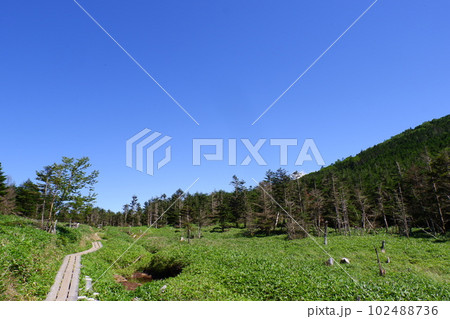 北八ヶ岳縞枯山と木道 北八ヶ岳縞枯山と木道 102488736