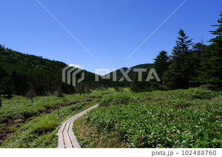 北八ヶ岳縞枯山荘近くの木道 北八ヶ岳縞枯山荘近くの木道 102488760