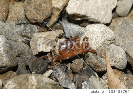 サワガニ 102488764