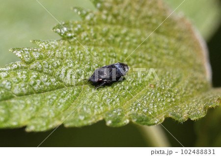 クロヒラタヨコバイ 102488831